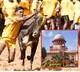 sc upholds validity of tamil nadu law allowing bull taming sport jallikattu
