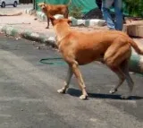 Stray dogs maul to death another child in Telangana