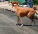 Stray dogs maul to death another child in Telangana