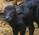 Panic in Telangana village after calf dies of rabies