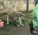 This video showcases the strength of a lioness