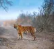 Tiger spotted in Prakasam district