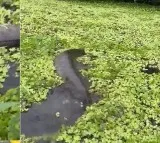 a giant snake like anaconda came out from the side of the boat video gone viral