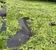 a giant snake like anaconda came out from the side of the boat video gone viral