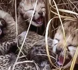 cheetah cub dies in Kuno National Park
