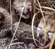 cheetah cub dies in Kuno National Park