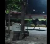 Ox ran away the lions entered into the village
