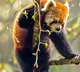 Kiren Rijiju post about red pandas found in Arunachal Pradesh has a deep message vedio