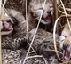 Two More Cheetah Cubs Died at Kuno Park