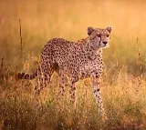 Villagers beat Project Cheetah members