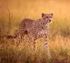 Villagers beat Project Cheetah members