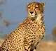 Few cheetahs from Kuno to be moved to Gandhi Sagar Wildlife Sanctuary by Nov
