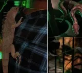 Pub owner arrest in Hyderabad after illegally exhibiting animals