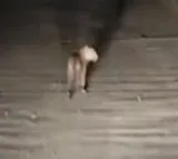 Tiger at Polavaram project
