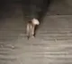 Tiger at Polavaram project
