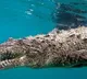 Boat passes through a sea of reptiles Watch terrifying video