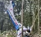 search operation still continues for missing kids in amazon forest in colombia