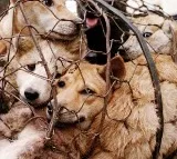 Gauhati high court quashes Nagaland government ban on sale of dog meat