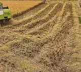 Centre Approves MSP For Kharif Crops For Current Year