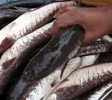Fish Rates High In Hyderabad In The Eve Of Mrigasira Karthe
