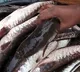 Fish Rates High In Hyderabad In The Eve Of Mrigasira Karthe