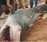 shark kill Russian youth in 20 seconds