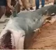shark kill Russian youth in 20 seconds