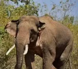 Tusker 'Arikomban' now at Kanyakumari forest range