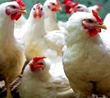 Chicken prices have skyrocketed to all time high