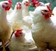 Chicken prices have skyrocketed to all time high