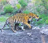 Tigers eat grass in maharashtra for indigetion