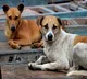 A three year old boy was attacked by stray dogs in Gandhari mandal of Kamareddy district