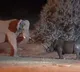 Video Of Fierce Fight Between Elephant And Rhino Goes Viral