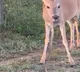 Deer hunts chomps a snake Netizens call it scary