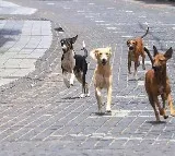 Four dogs sterilized in Aurangabad after they allegedly steal former mayors shoes