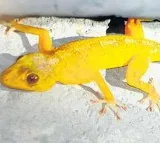 Gold lizards identified in Polavaram forest