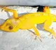 Gold lizards identified in Polavaram forest