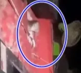 Monkey came to theatre to watch Adipurush movie