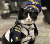 San Francisco International Airport Hired A Cat To Calm Down Nervous Flyers