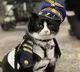 San Francisco International Airport Hired A Cat To Calm Down Nervous Flyers
