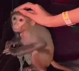 Kolkata nightclub faces criticism after chained monkey video goes viral