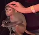Kolkata nightclub faces criticism after chained monkey video goes viral