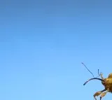 Not just aircrafts insects too have pre flight preparations Anand Mahindra Monday Motivation video
