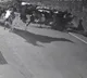 Herd Scares Tiger Away After It Attacks Cow On Bhopal