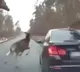 Herd Of Deer Stampede Across The Road Jump Right On Top Of A car