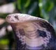10 baby cobras found in surgical ward of Kerala govt hospital