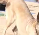 Yoga doggo ITBP canine celebrates International Yoga Day