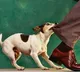 There is a dangerous connection between your dog and climate change