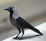Crow in Tamilnadu ringing bell in temple