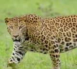 Child critically injured in leopard attack in Tirupati